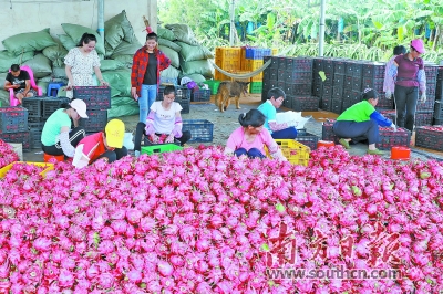 湛江最新大行动,湛江遂溪百千万工程