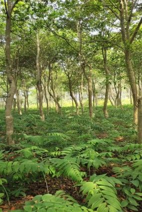 土壤侵蚀有什么作用和影响,土壤修复的威胁