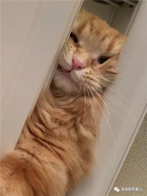 喵星人的日常图片大全,最好看的喵星人图片