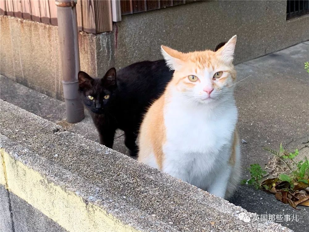 喵星人的日常图片大全,最好看的喵星人图片