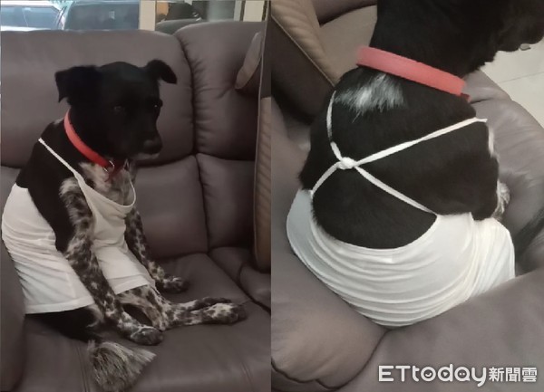 汪汪被包成伤患犬!转头尴尬脸笑翻全家人