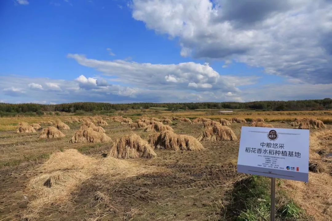 「关注」大米竟会引发肝癌......真的没有骗你哦