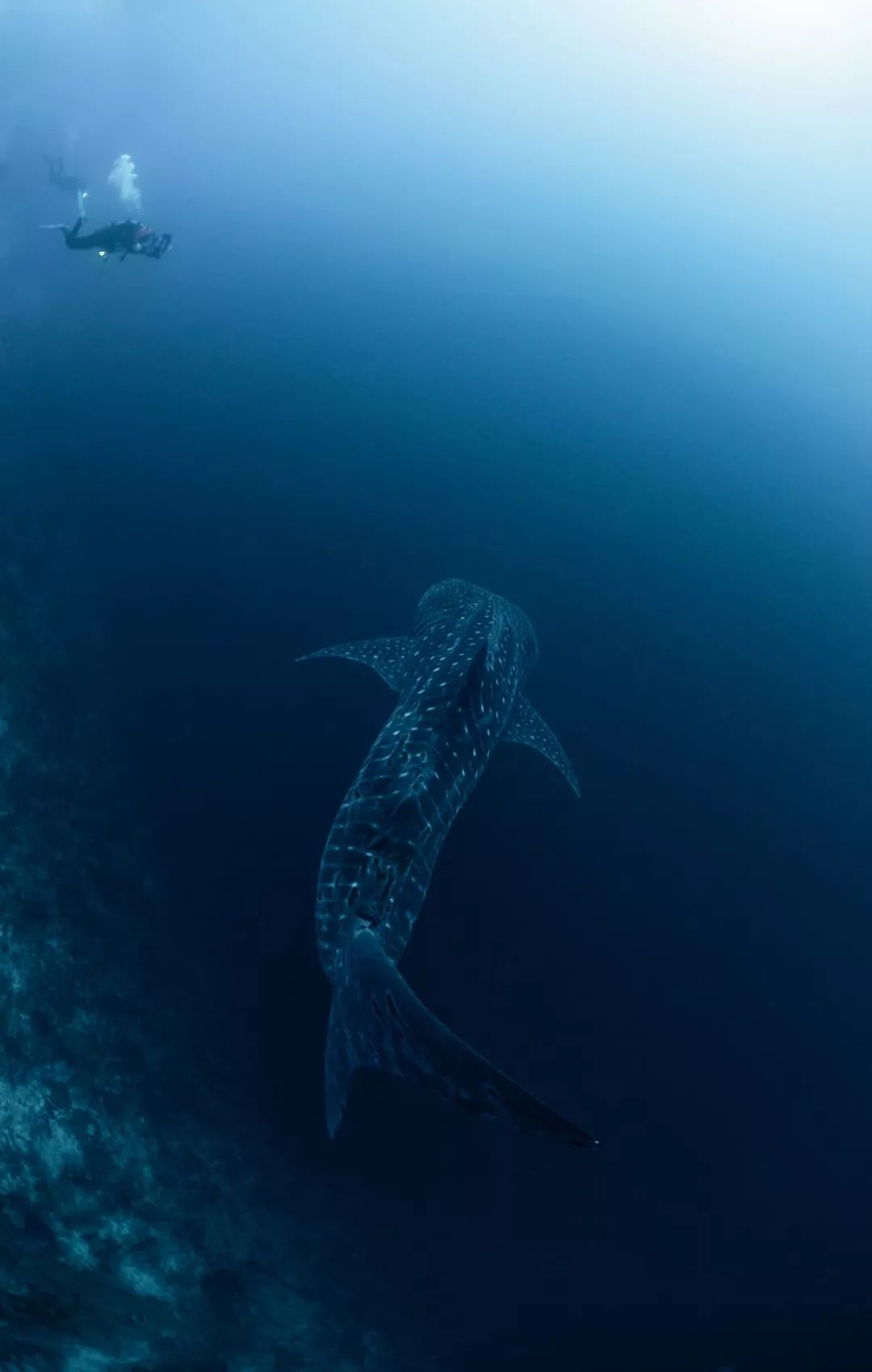 菲律宾塑料破碎,菲律宾碎尸案