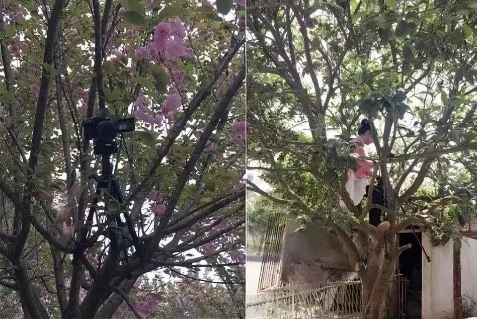 李子柒央视采访年度人物,央视评价李子柒启示