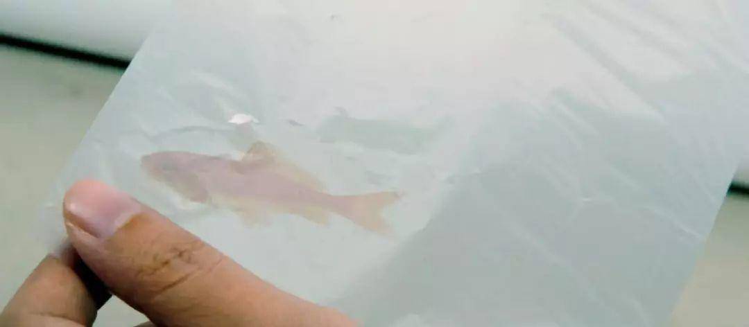 9年，155个奖项，这个工作室每年基本上要么是在领奖，要么是在领奖的路上