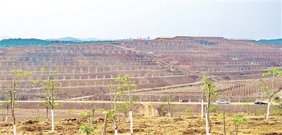 增木材强生态富民生实现生态经济效益双丰收——南阳市强力推进国家储备林项目建设