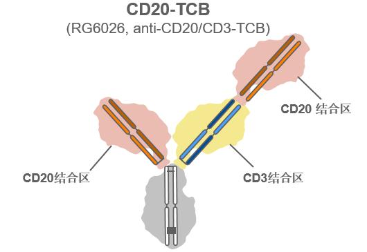 2019ASH前沿进展|双特异性抗体CD20-TCB在复发/难治性NHL领域崭露头角