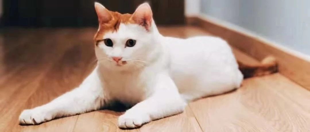 上海证券交易所证券代码分配指南20191206