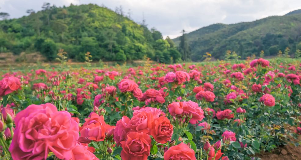 潮玩灵感微醺一夏沁凉开启,潮玩游玩攻略