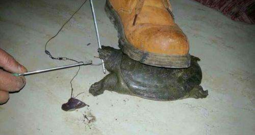 鱼有鱼路鳖有鳖道，详谈甲鱼生活习性和野钓技巧