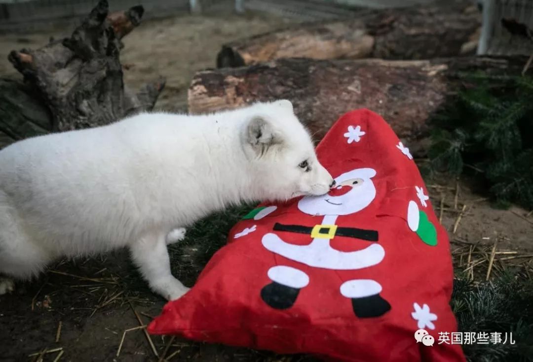 一只差点被做成皮草大衣的北极狐，如今白白胖胖过上了圣诞节
