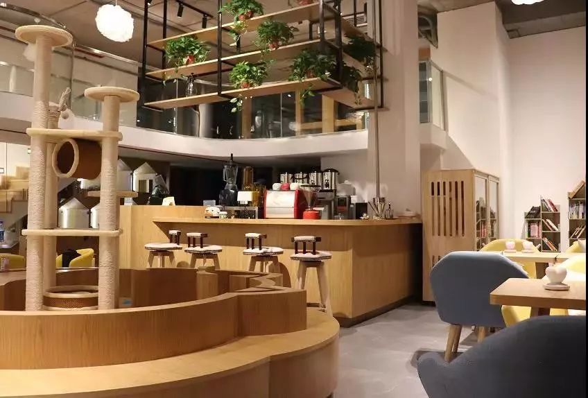 吸猫撸狗遛羊驼,吸狗撸猫遛羊驼