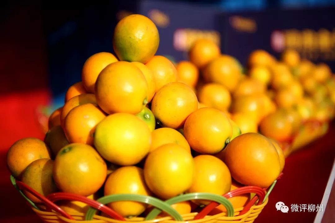 融安县贫困户脱贫,广西融安县沙子乡贫困农村