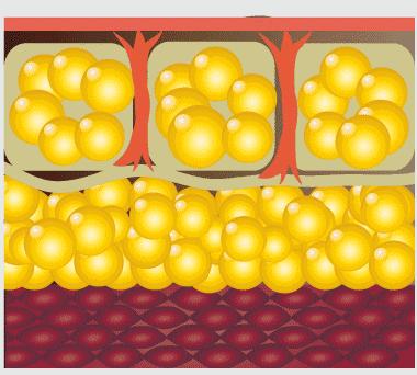 无糖低脂饱腹饼干,哪种饼干热量低饱腹感强测评