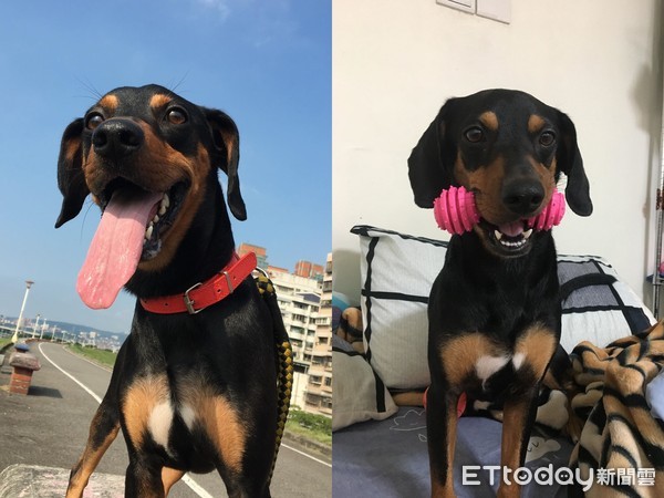 逛夜市心好累!狗狗腰软倒床赖皮 胖肚子扶不起来