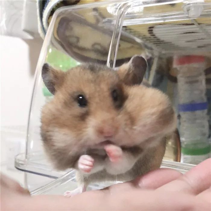 日推网友鼠年仓鼠腮帮子大赛，满屏圆滚滚毛茸茸敲可爱