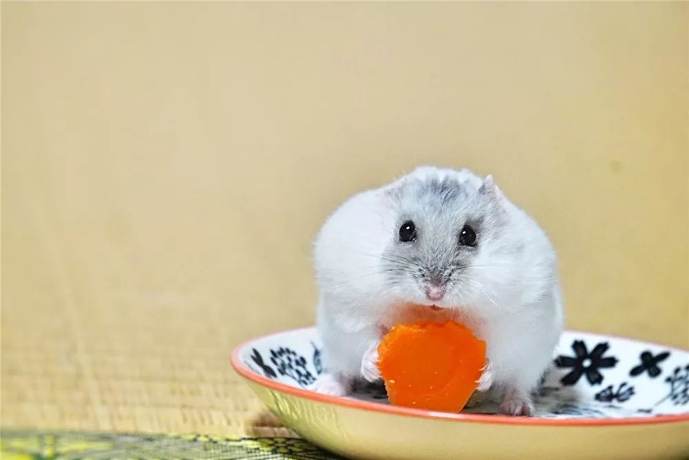 日推网友鼠年仓鼠腮帮子大赛，满屏圆滚滚毛茸茸敲可爱