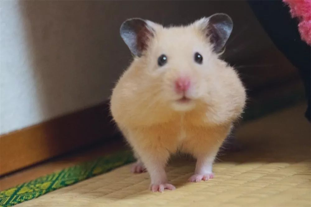 日推网友鼠年仓鼠腮帮子大赛，满屏圆滚滚毛茸茸敲可爱