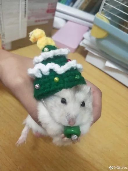 日推网友鼠年仓鼠腮帮子大赛，满屏圆滚滚毛茸茸敲可爱