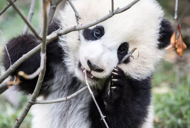 TheStoryoftheBlackWhite“LivingFossil”︱一只黑白“活化石”的前世今生