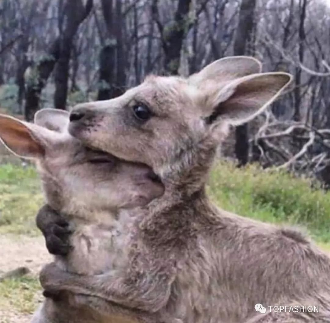 赔偿奢侈品包包,guccibalenciaga联名溢价