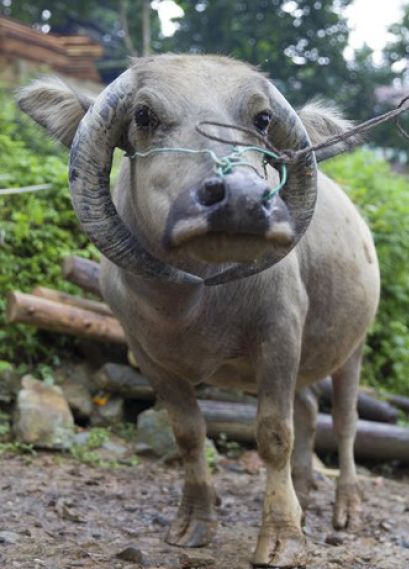 猪拱嘴鱼、长角蟋蟀、金色蜈蚣……贵州一溶洞发现多种不明生物