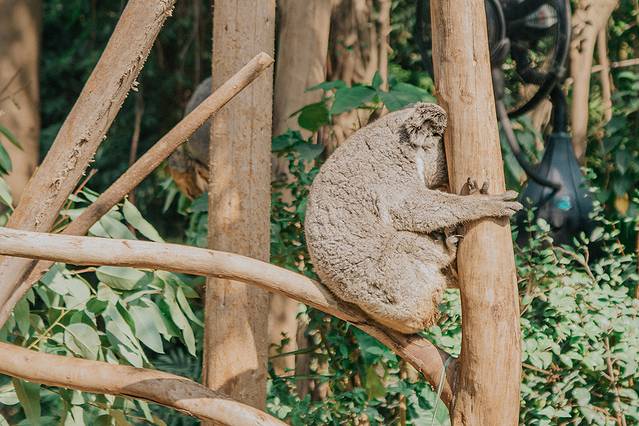 广州长隆野生动物世界旅游攻略,暖冬长隆3天2晚