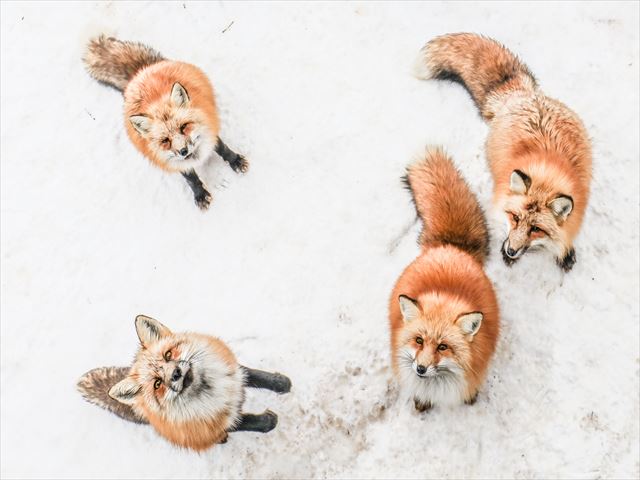 日本浪漫风景视频,日本冬季绝美景色视频