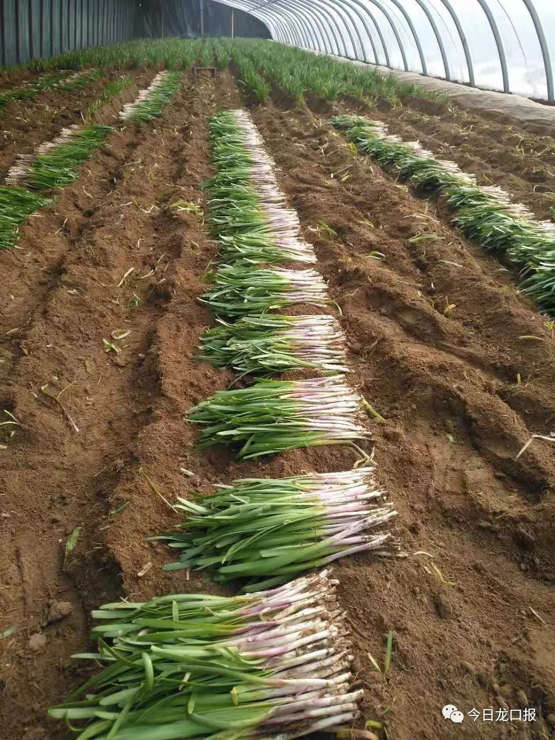 30多块钱一斤,还抢着买?龙口这个村种的菜太抢手