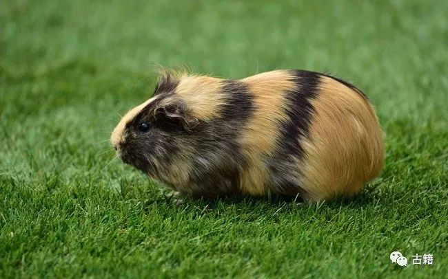 鼠年春晚说鼠,央视科普鼠年说鼠