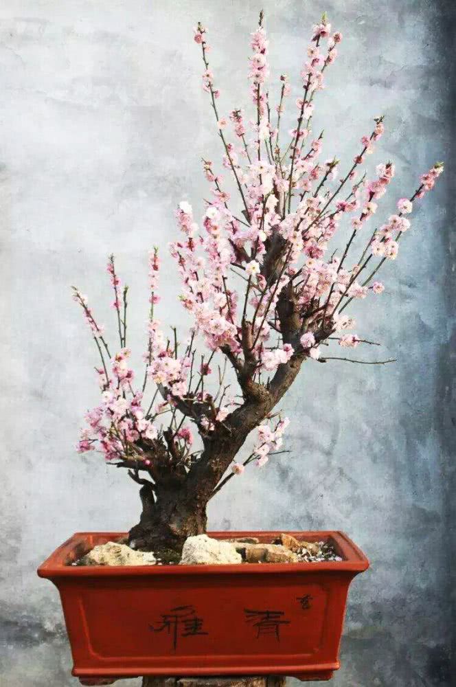 怎么养寒香梅,寒梅的养殖方法