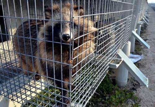 宠物也会感染新型肺炎吗世卫组织,宠物能感染新冠肺炎吗