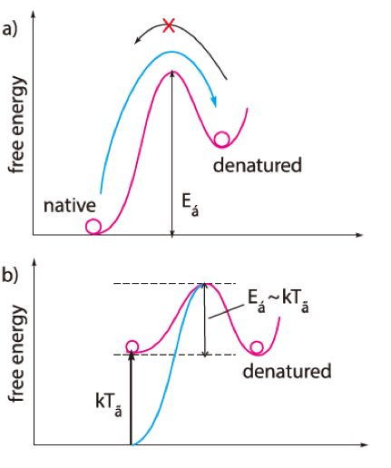 饺子是蒸煮好吃还是煮好吃呢,饺子是熟的煎还是生的煎
