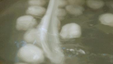 大黄米汤圆你准备好了吗,1号老店