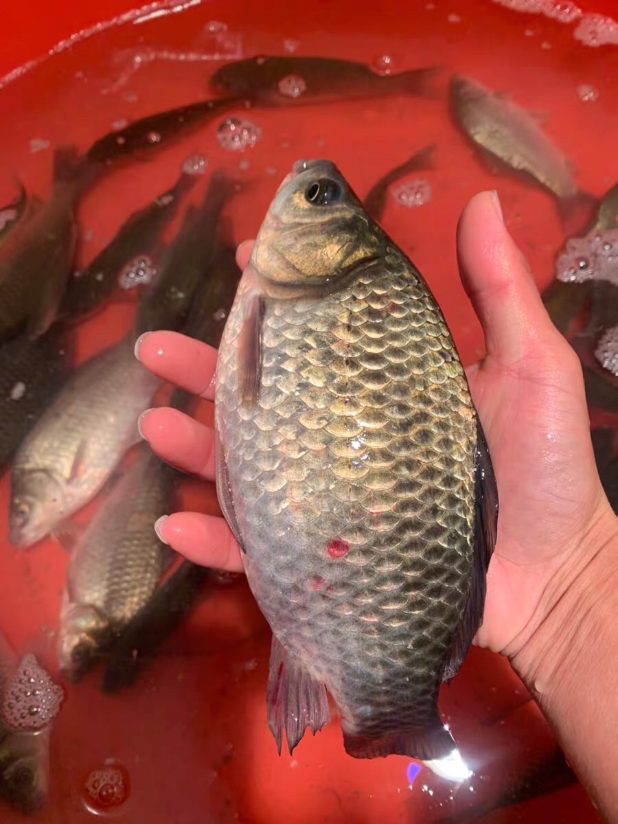 朝天钩选多大号合适,朝天钩最大能用几号钩