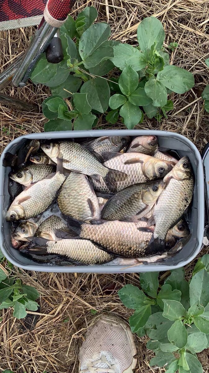 晚春钓鱼秘诀大全,早春钓鱼四字口诀