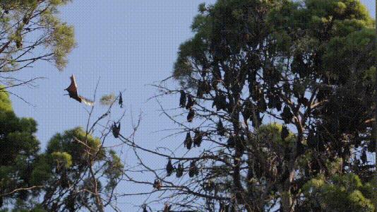 介绍第一视角蝙蝠,认识蝙蝠
