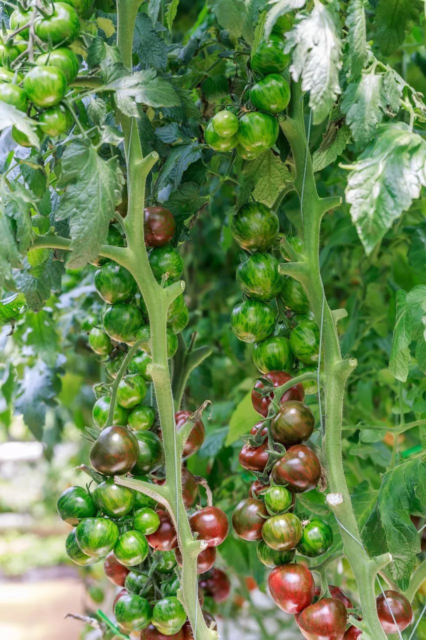 按吨起步支援湖北的蔬菜，背后是世界第一硬核蔬菜大国