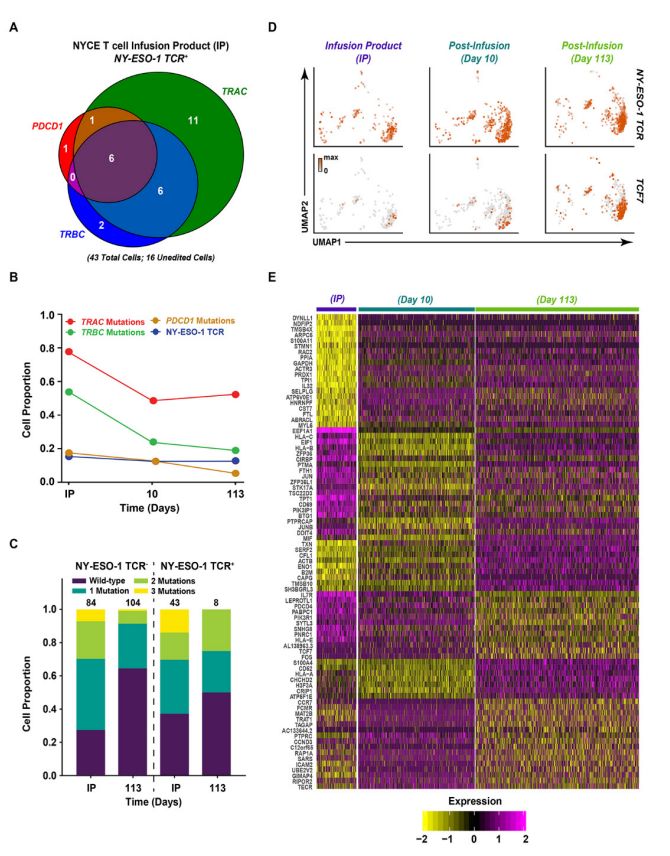 全球首款基于CRISPR基因编辑技术,crisprcas9基因编辑技术发明人