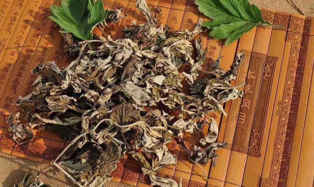 蕲艾在预防新冠肺炎中的小妙用