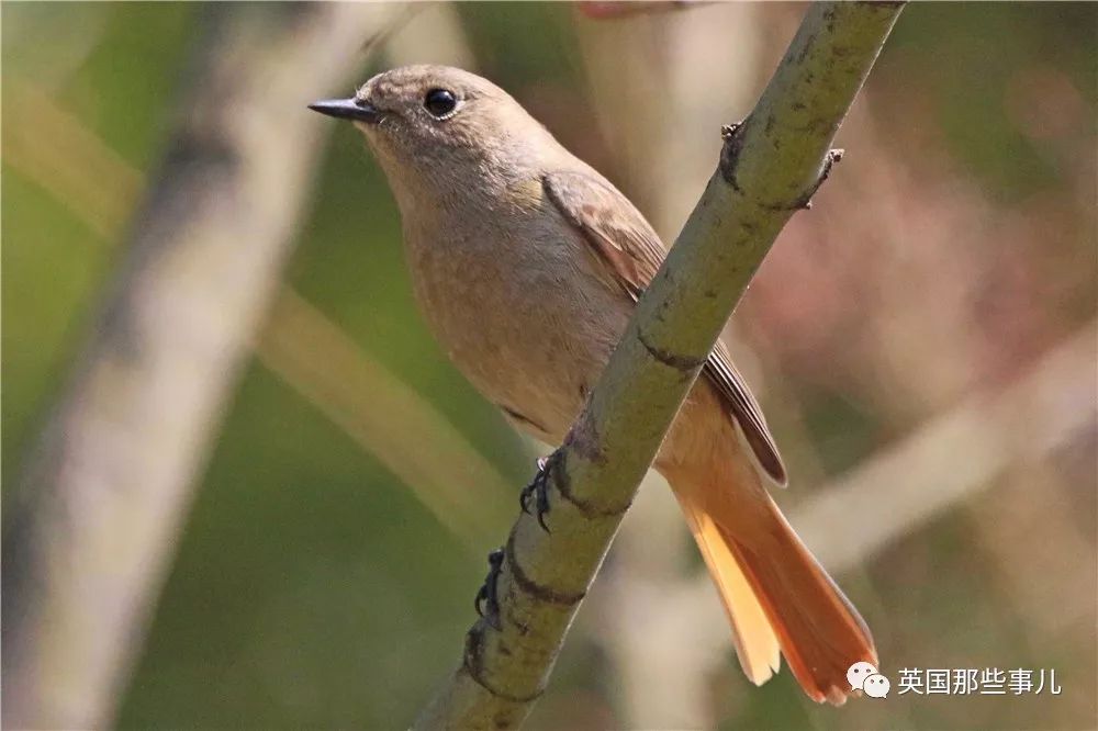 同样是冬天胖成球，凭什么鸟球就这么可爱