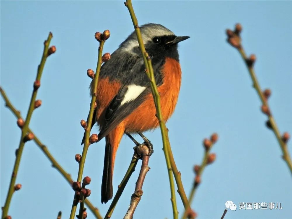 同样是冬天胖成球，凭什么鸟球就这么可爱