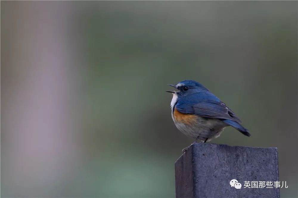 同样是冬天胖成球，凭什么鸟球就这么可爱