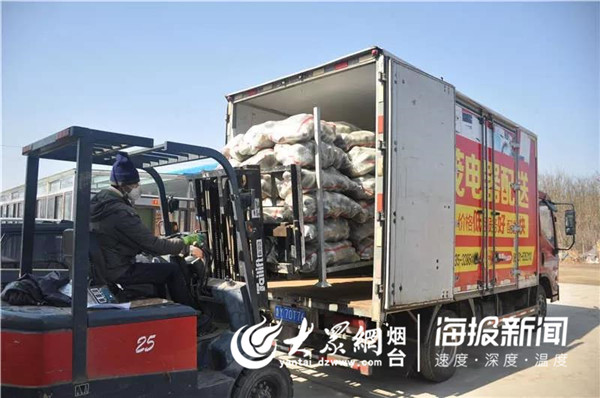 烟台市水利局干部职工伸援手订购近千斤萝卜爱心助农