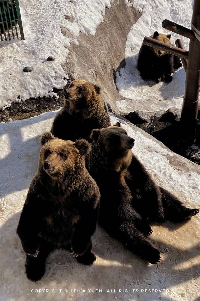 日本购买新冠口罩,去日本买口罩的便宜吗