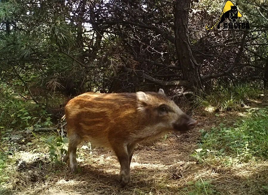 盘点被吃灭绝的动物,被吃最惨的外来物种