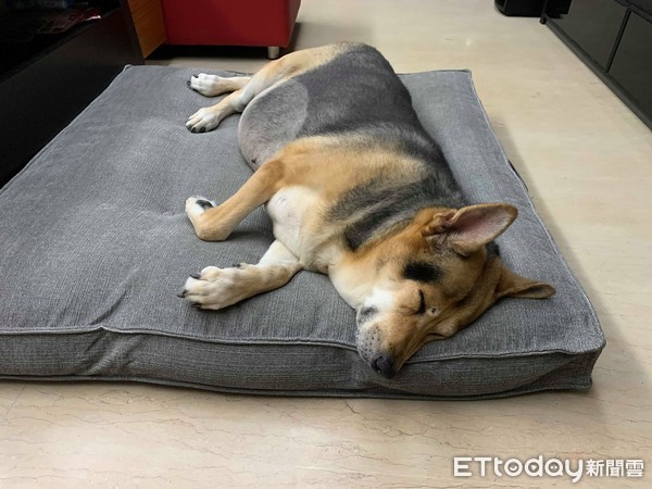 老狗半夜哭要怎么解决,老年犬一天到晚都在喘粗气怎么办