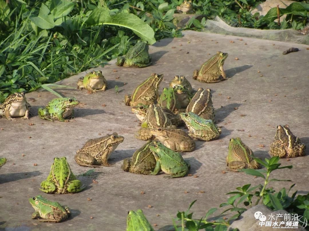 青蛙养殖是骗局还是靠谱的,青蛙养殖真的是炒作吗