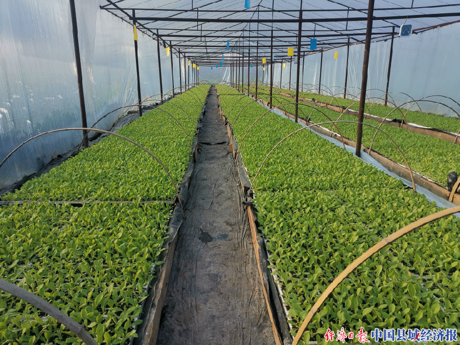 四川什邡雪茄,什邡雪茄种植地方在哪里