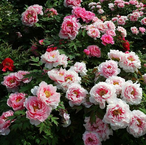 微信朋友圈38条,疫情下的38度朋友圈